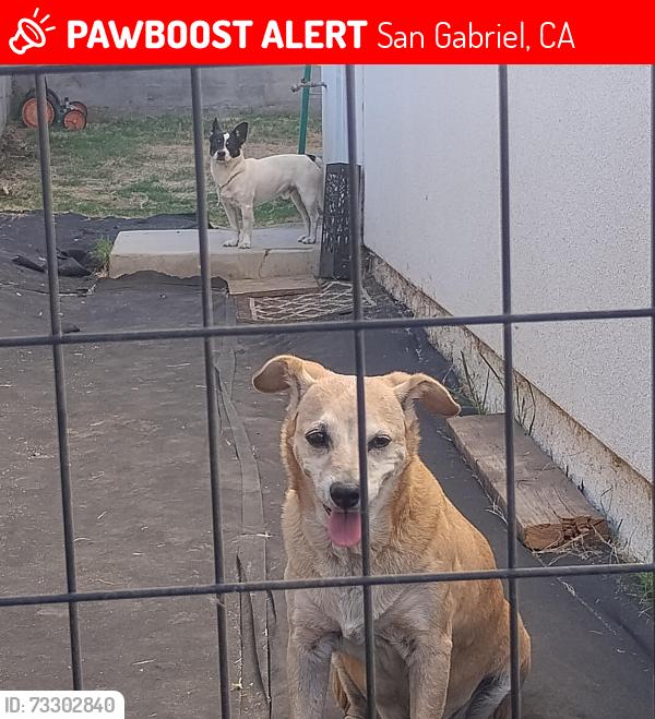 Lost Male Dog last seen Near frandsen street, San Gabriel, CA 91776