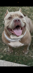 Lost Female Dog last seen Hillcrest, el dorado, Preston, coit (missing from creekside at Preston), Frisco, TX 75035