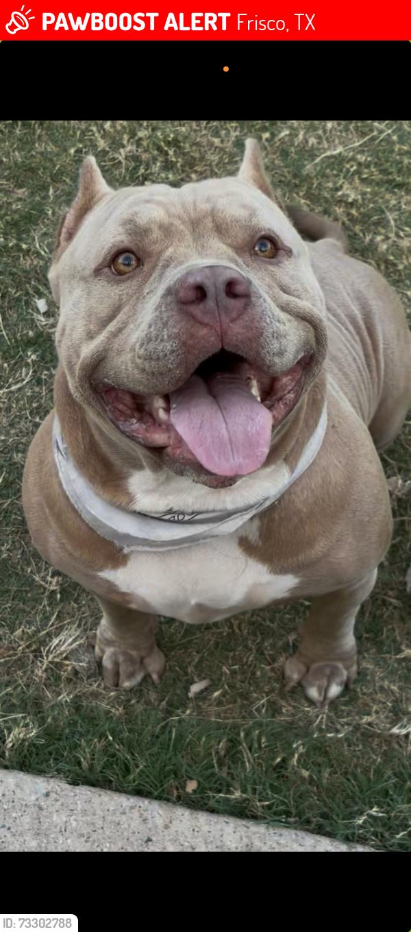Lost Female Dog last seen Hillcrest, el dorado, Preston, coit (missing from creekside at Preston), Frisco, TX 75035