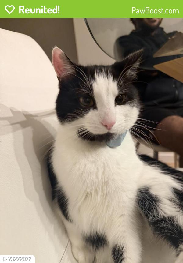 Reunited Male Cat last seen Near cross street, West Footscray, VIC 3012