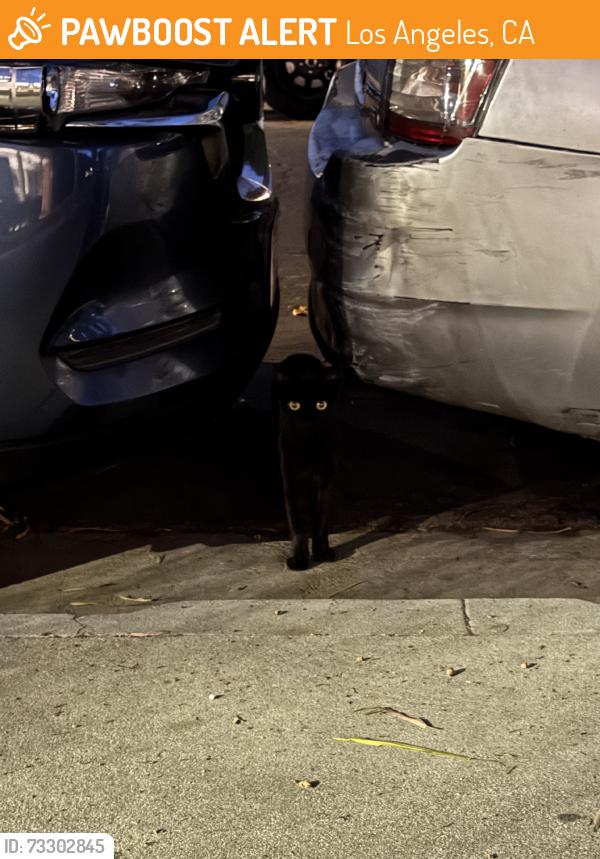 Found/Stray Unknown Cat last seen Cedros, Los Angeles, CA 91411