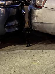 Found/Stray Unknown Cat last seen Cedros, Los Angeles, CA 91411
