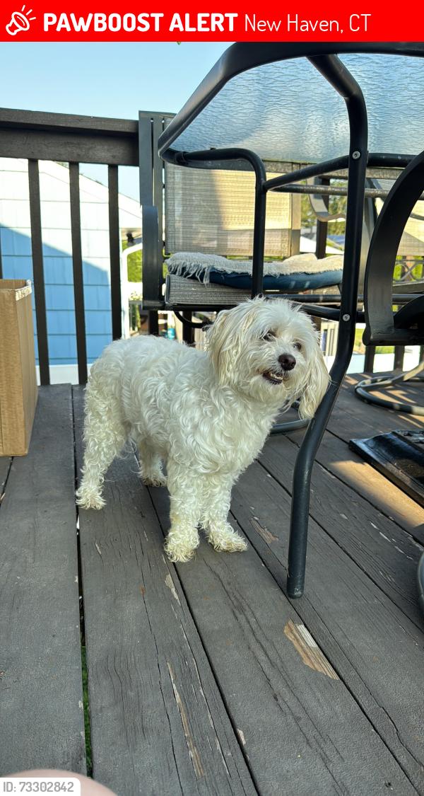 Lost Female Dog last seen New Haven, New Haven, CT 06512