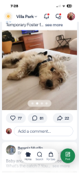 Lost Male Dog last seen Hewes and walnut, Orange, CA 92869