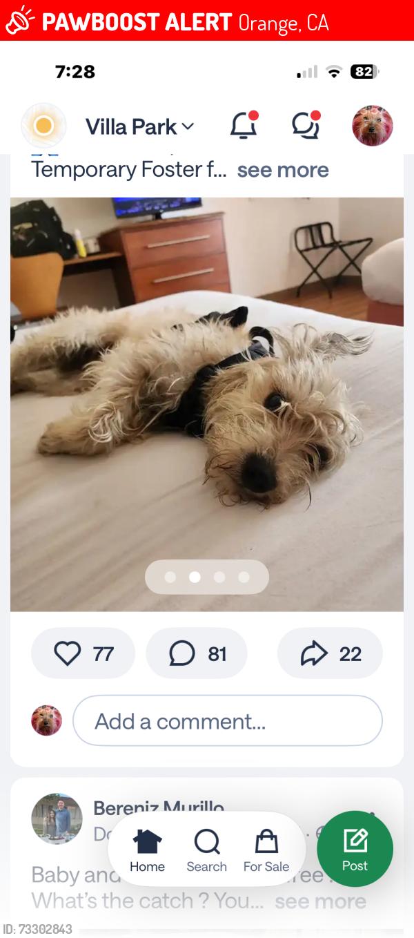 Lost Male Dog last seen Hewes and walnut, Orange, CA 92869