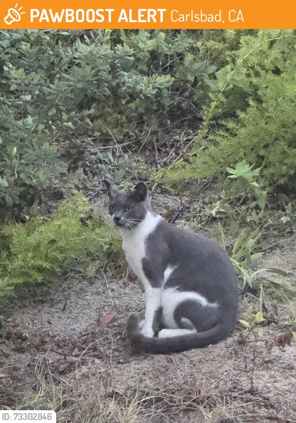 Found/Stray Unknown Cat last seen Lost Pinos circ and las Nueces place, Carlsbad, CA 92009