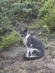 Found/Stray Unknown Cat last seen Lost Pinos circ and las Nueces place, Carlsbad, CA 92009