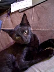 Lost Male Cat last seen Near 62nd ave e, Puyallup, WA 98373
