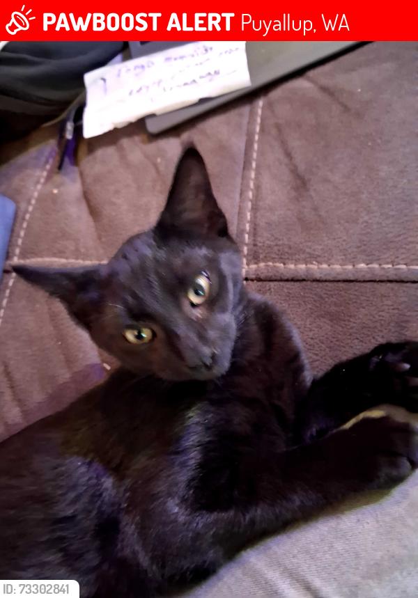 Lost Male Cat last seen Near 62nd ave e, Puyallup, WA 98373