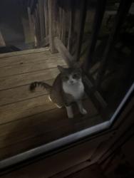 Found/Stray Female Cat last seen Union st, Manchester, NH 03103