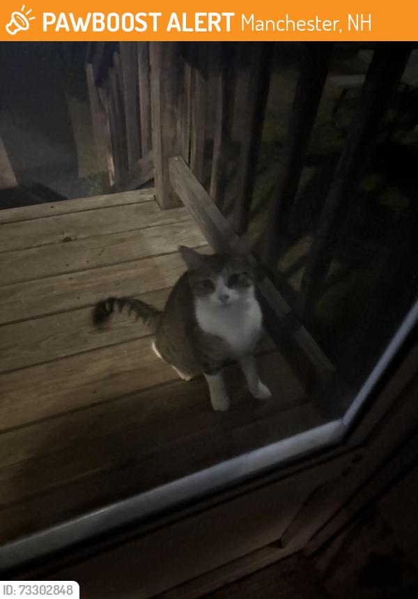 Found/Stray Female Cat last seen Union st, Manchester, NH 03103