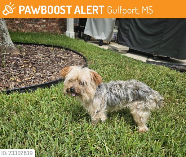 Found/Stray Male Dog last seen East Carriage Circle, Roxbury Place, Gulfport, MS, Gulfport, MS 39503