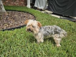 Found/Stray Male Dog last seen East Carriage Circle, Roxbury Place, Gulfport, MS, Gulfport, MS 39503