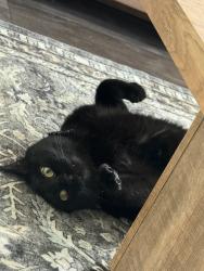 Reunited Male Cat last seen Murphy St, Des Moines, IA 50309