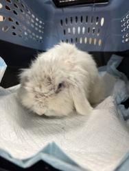 Shelter Stray Male Rabbit last seen MLK Shoreline Park, Oakland, CA, 1101 29th Ave, Oakland, CA 94601, USA