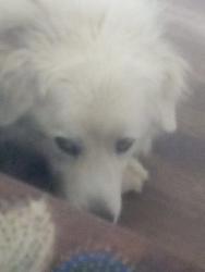 Lost Male Dog last seen Mountain Rd and del rosa rd pinon hills, Piñon Hills, CA 92372