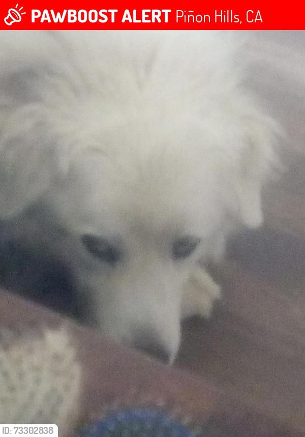 Lost Male Dog last seen Mountain Rd and del rosa rd pinon hills, Piñon Hills, CA 92372