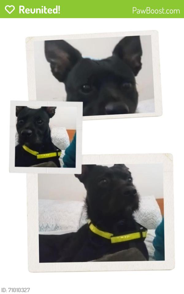 Reunited Male Dog last seen East hills and white rd, San Jose, CA 95127