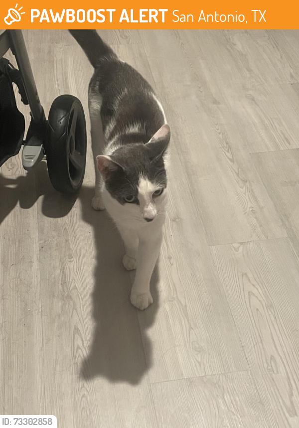 Found/Stray Male Cat last seen Fulling mill, San Antonio, TX 78245