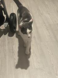 Found/Stray Male Cat last seen Fulling mill, San Antonio, TX 78245