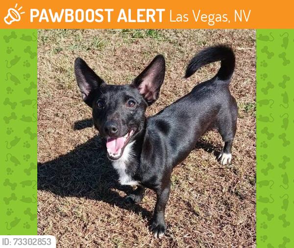 Found/Stray Unknown Dog last seen Near Dutch bros on Fort Apache and Tropicana and by the desert lot next to it, Las Vegas, NV 89147