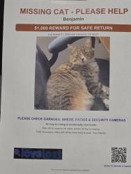 Lost Male Cat last seen Morrison and S Kipling St, Lakewood, CO 80227