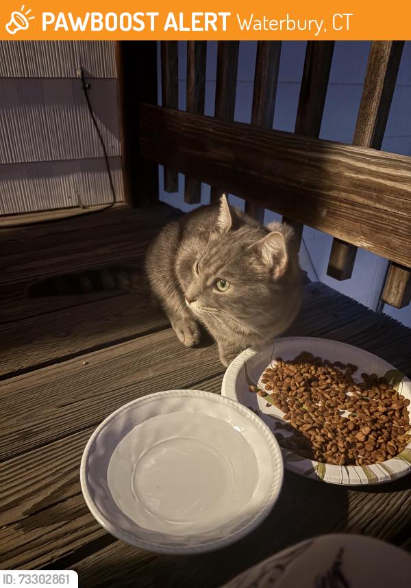 Found/Stray Male Cat last seen Charles St, Waterbury CT, Waterbury, CT 06708