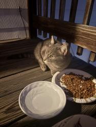 Found/Stray Male Cat last seen Charles St, Waterbury CT, Waterbury, CT 06708