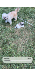 Lost Male Dog last seen 42nd Post Road Area, Lawrence, IN 46226