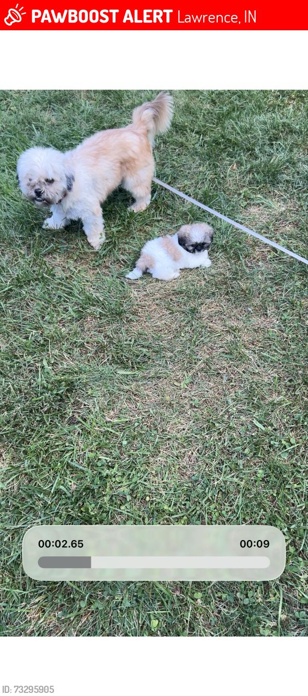 Lost Male Dog last seen 42nd Post Road Area, Lawrence, IN 46226