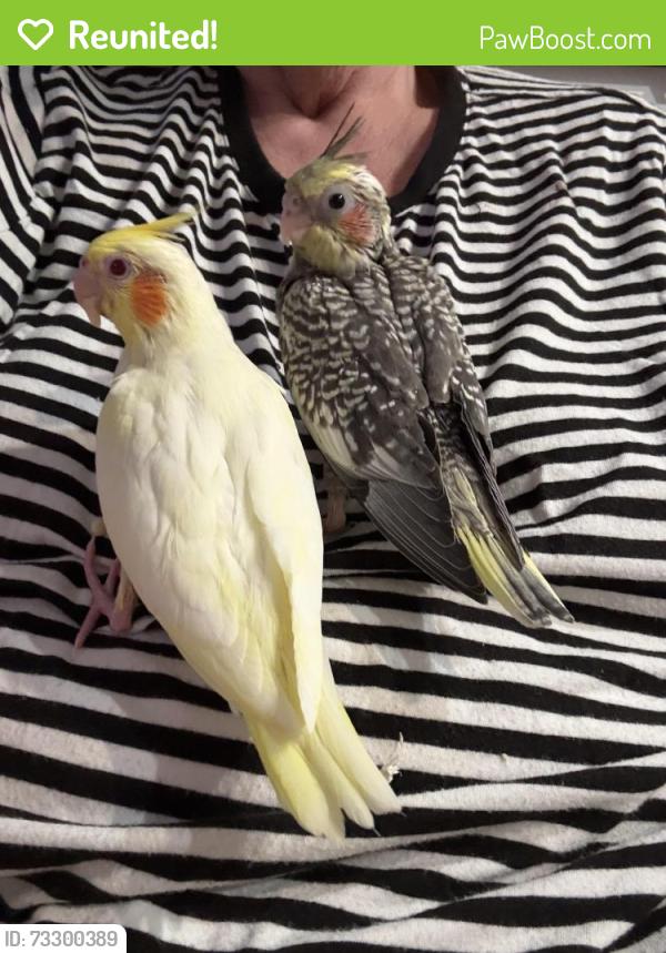 Reunited Unknown Bird last seen Near Miramar Dr. Carrollton 75007, Carrollton, TX 75007