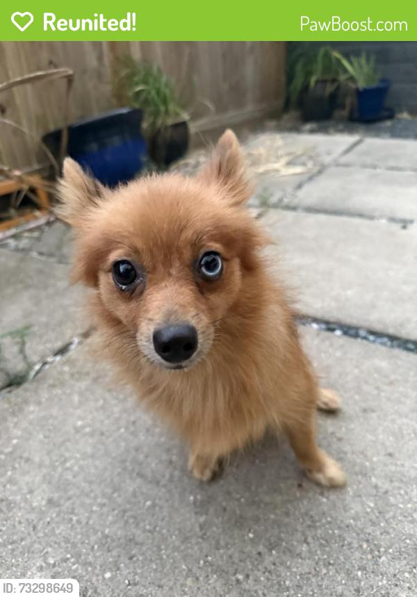Reunited Female Dog last seen Summer Street between Silver and Sabine, Houston, TX 77007
