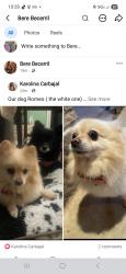 Lost Male Dog last seen Charter oaks and sooner rd, Logan County, OK 73034