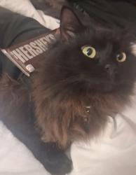 Lost Female Cat last seen Parking lot, Eastvale, CA 91752