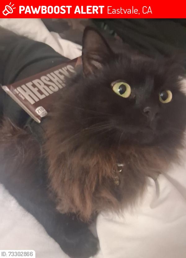 Lost Female Cat last seen Parking lot, Eastvale, CA 91752