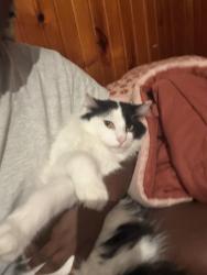 Lost Male Cat last seen NE 14th st, Des Moines, IA 50317
