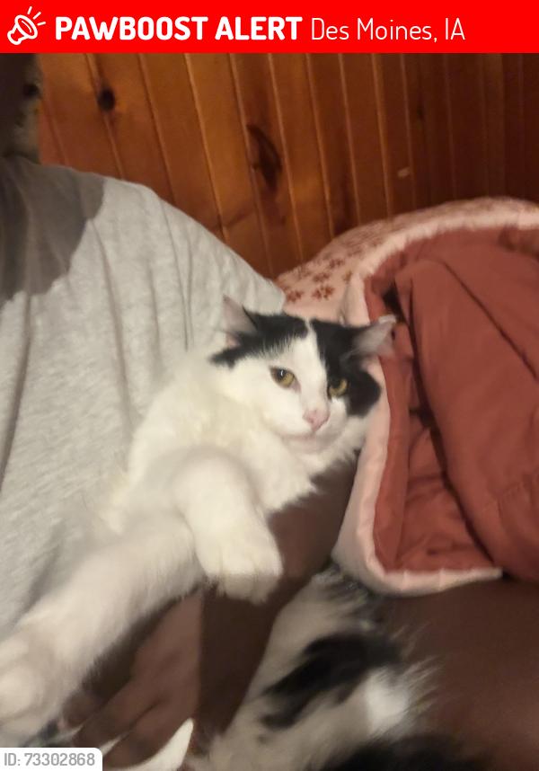 Lost Male Cat last seen NE 14th st, Des Moines, IA 50317