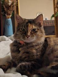Lost Female Cat last seen Morningside and merriman, Medford, OR 97501
