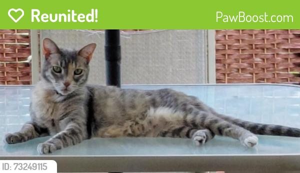 Reunited Female Cat last seen Bardmoor Blvd, Largo, FL 33777