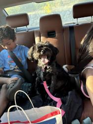 Reunited Female Dog last seen 86th Ave McKinley, Tacoma, WA 98445