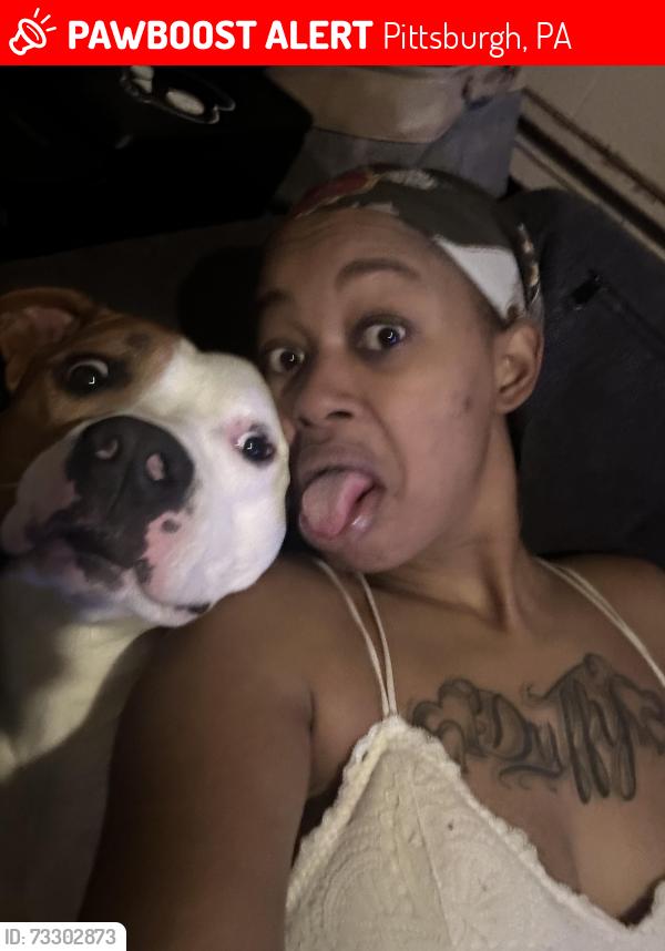 Lost Male Dog last seen Milwaukee & Adelaide, Pittsburgh, PA 15219