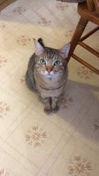 Lost Male Cat last seen Rainer Blvd S, Puyallup, WA 98374