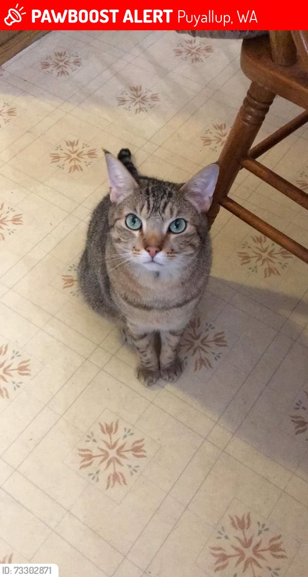 Lost Male Cat last seen Rainer Blvd S, Puyallup, WA 98374
