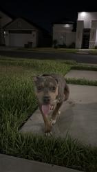 Reunited Male Dog last seen Woodland avenue, Brownsville, TX 78526