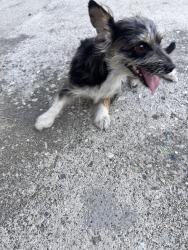 Found/Stray Female Dog last seen Vermont and Silver Lake fwy exit, Los Angeles, CA 90004