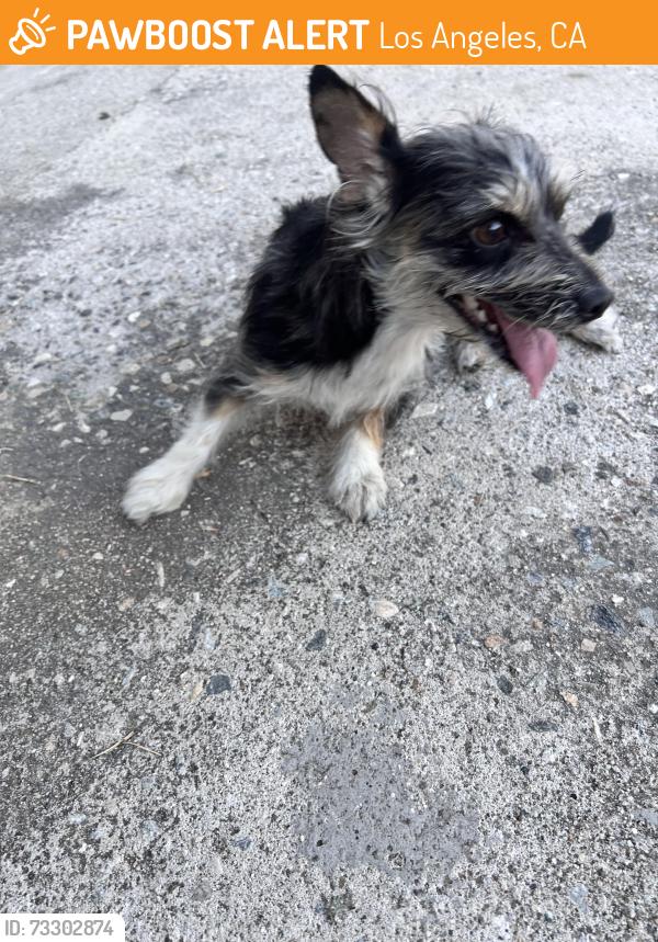 Found/Stray Female Dog last seen Vermont and Silver Lake fwy exit, Los Angeles, CA 90004