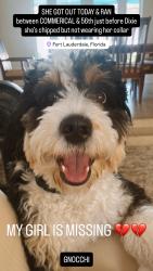 Reunited Female Dog last seen Nanas orginal Stromboli, Fort Lauderdale, FL 33301