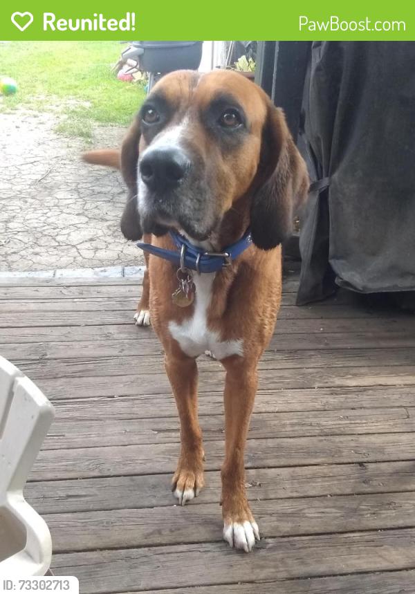 Reunited Male Dog last seen Mimico, Toronto, ON 