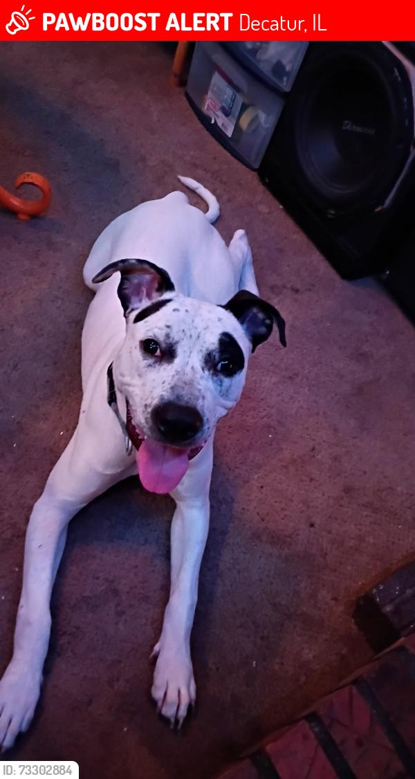 Lost Male Dog last seen Rock springs road, Decatur, IL 62521