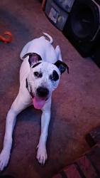 Lost Male Dog last seen Rock springs road, Decatur, IL 62521